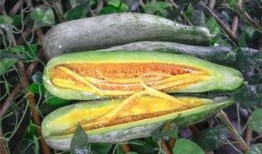 网红吃瓜有哪些,揭秘娱乐圈幕后故事